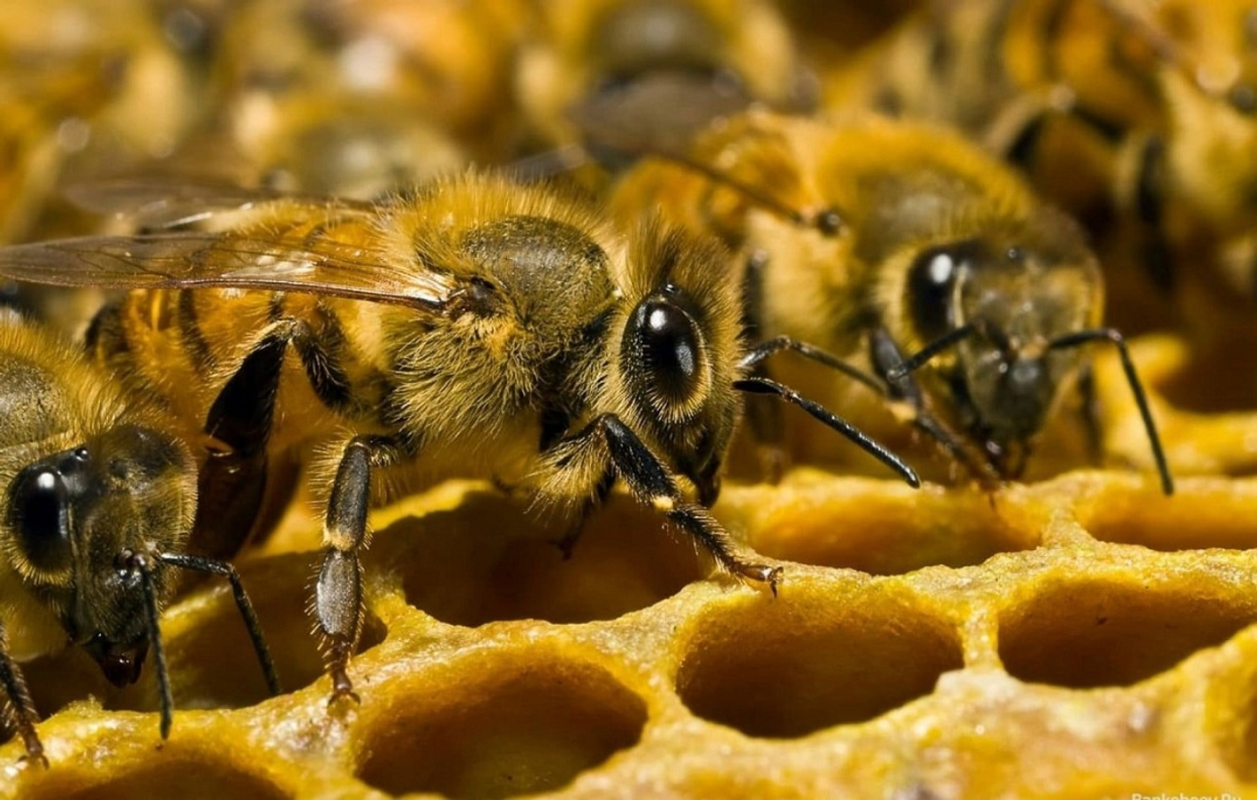 Погода в пчела. Среднерусская медоносная пчела. Пчела Карника. Бурзянская пчела. Медоносная пчела. Пчеловодство.