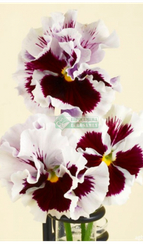 Фиалка Виттрока FLAMENCO WHITE WITH BLOTCH F1