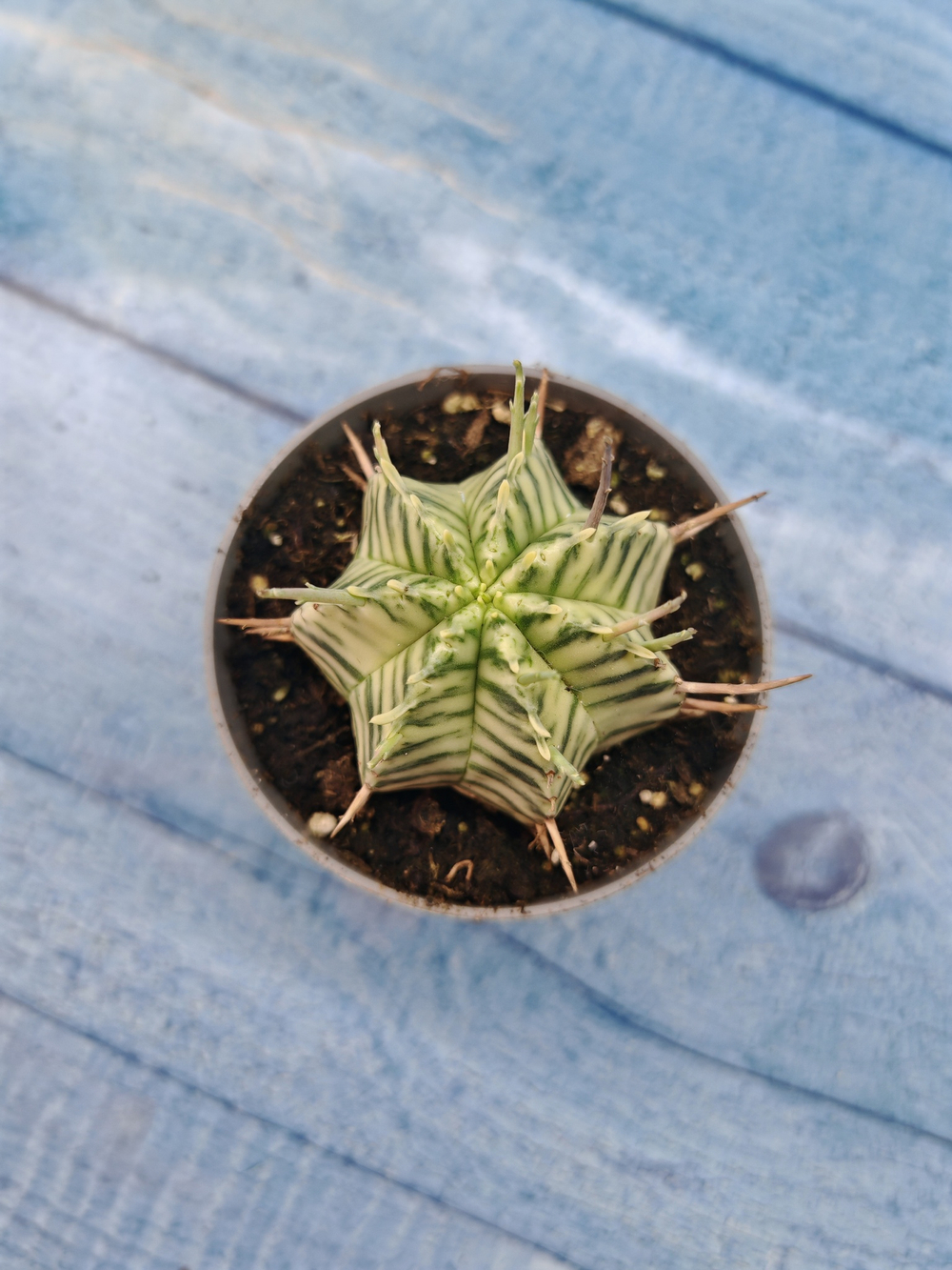 Euphorbia meloformis f. Variegated (Эуфорбия вариегатная)