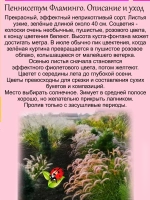 Злак Пеннисетум Розовый Фламинго многолетник