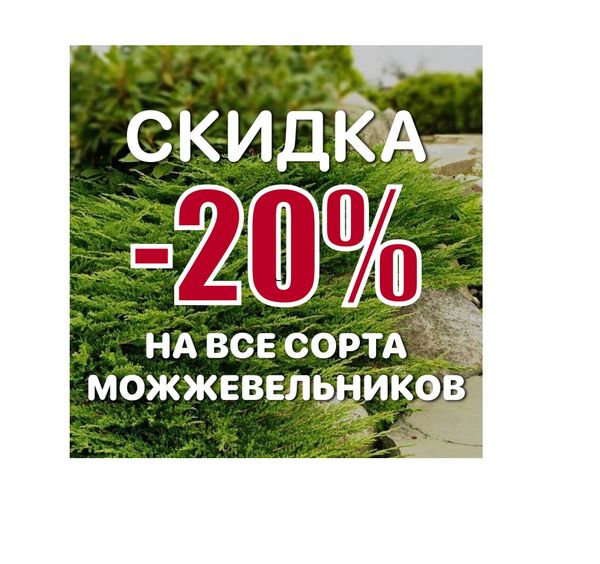 Акция недели! Все можжевельники -20%