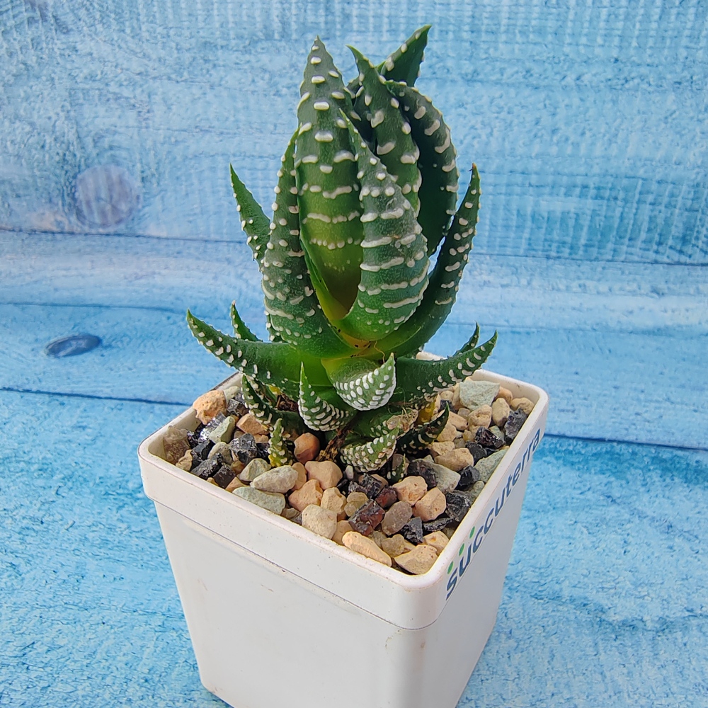 Haworthia Reinwardtii (Хавортия)