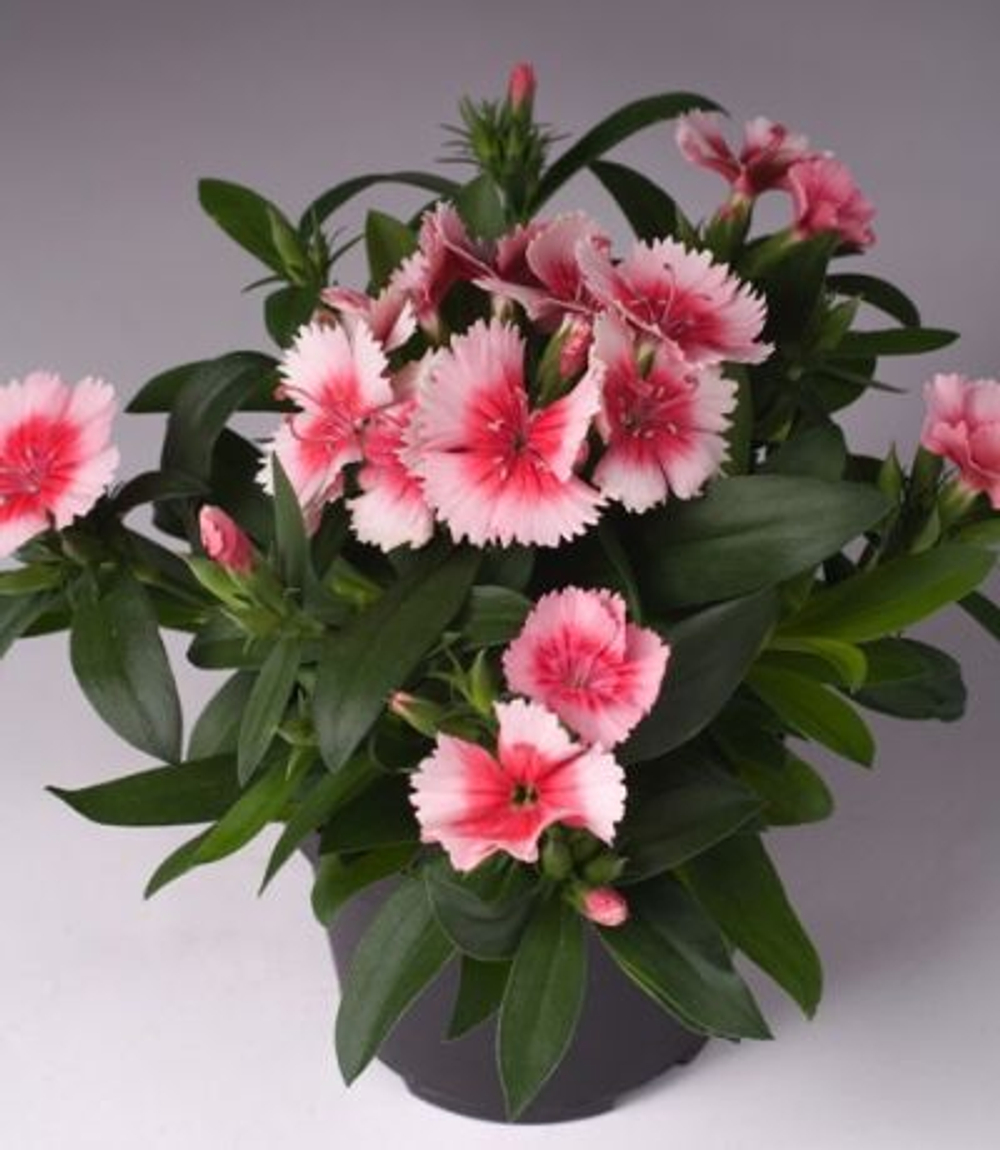 Гвоздика Чиба Строберри (50шт) Витагрин Профи