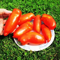 Помидоры Бочковой Гусева