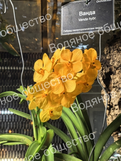Орхидея рода Ванда (Vanda) Vanda hybr.