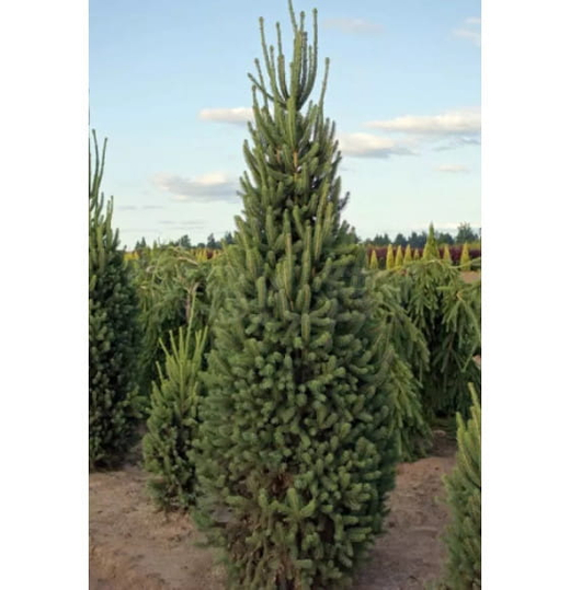 Ель обыкновенная Купрессина С12 40-50 см Закупка М49 весна 2026