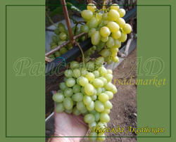 Виноград Надежда Аксайская