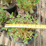 Адениум арабикум MIX L