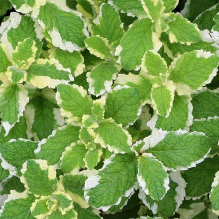 Пряные травы в наличии