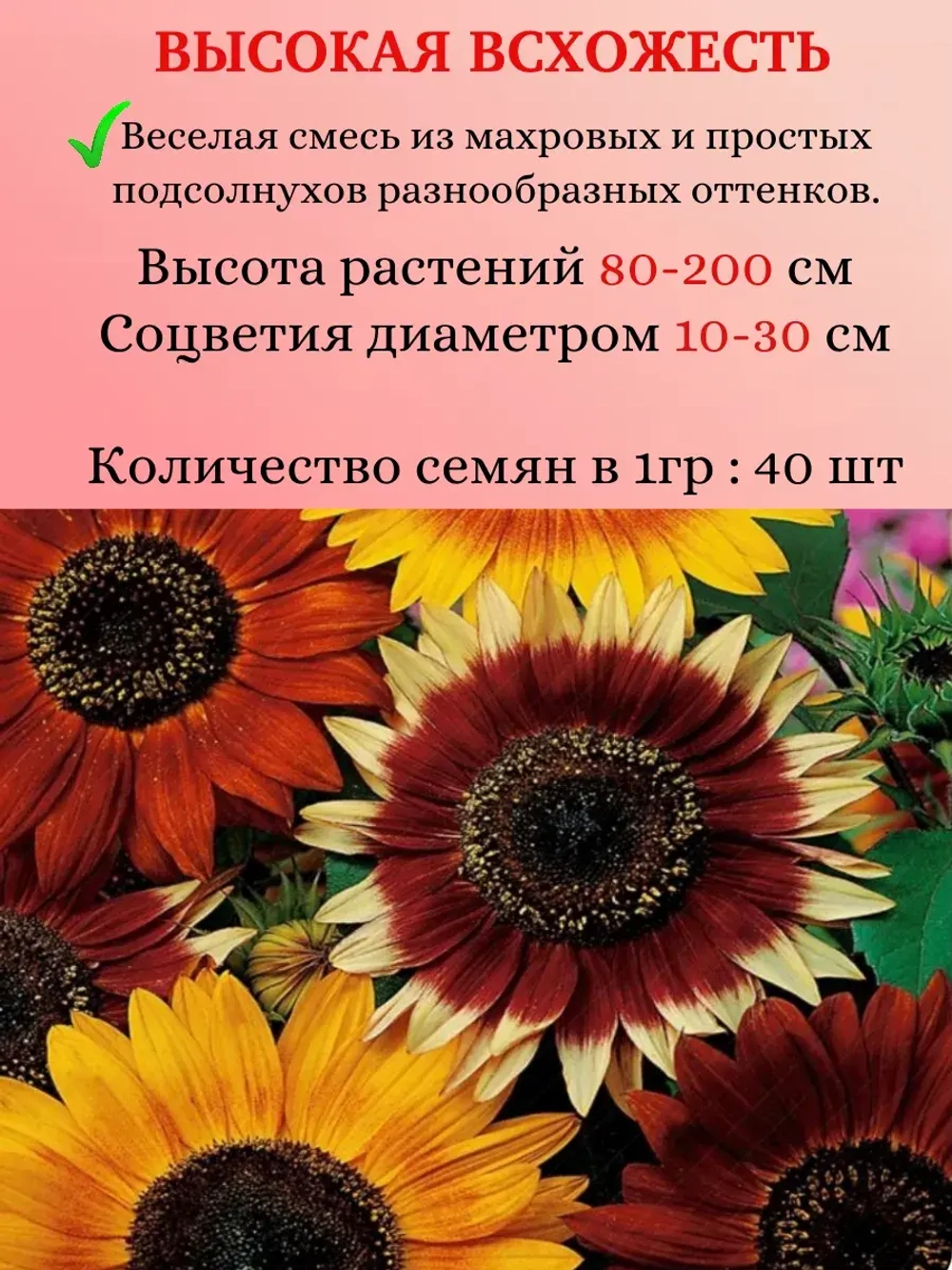 Семена Подсолнечник однолетний Смесь окрасок