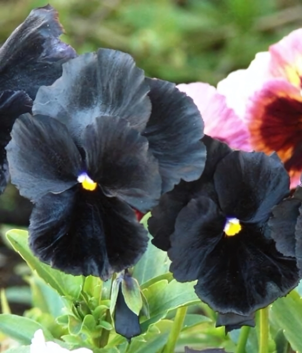 Виола Черный принц 0,1гр