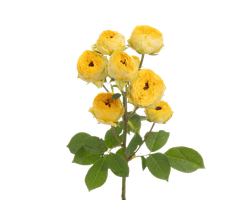 Golden Trendsetter (NL)