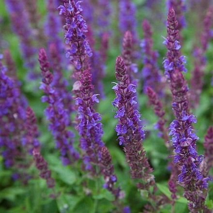 Шалфей дубравный "Ostfriesland". Salvia nemorosa "Ostfriesland".