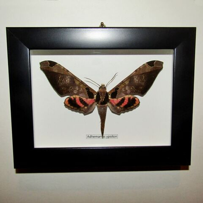 Бражник Adhemarius ypsilon в рамке