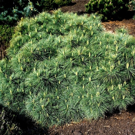 Сосна веймутова Макопин