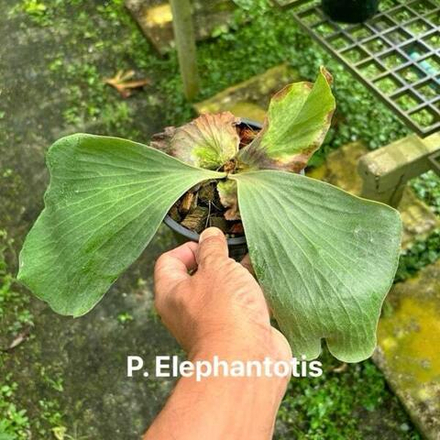 Платицериум P.ELEPHANTOTIS