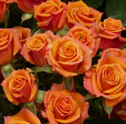 Роза полиантовая Оранж Бейби ОКС конец апреля -май 2026