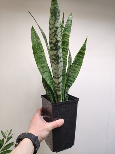 Сансевиерия Зейланика (Sansevieria Trifasciata Zeylanica)