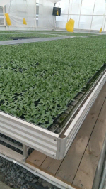 Стол 1820х3020х800мм в комплекте с поддоном-вкладышем