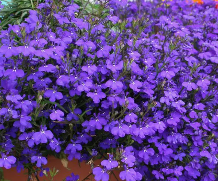 ЕВРО Новинка 2026 Lobelia Blue укорененный черенок ОКС начало декабря