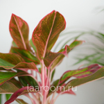 Аглонема Крит 12/35