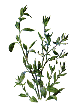 Спорыш (горца птичьего трава) 50 гр - травяной сбор № 30