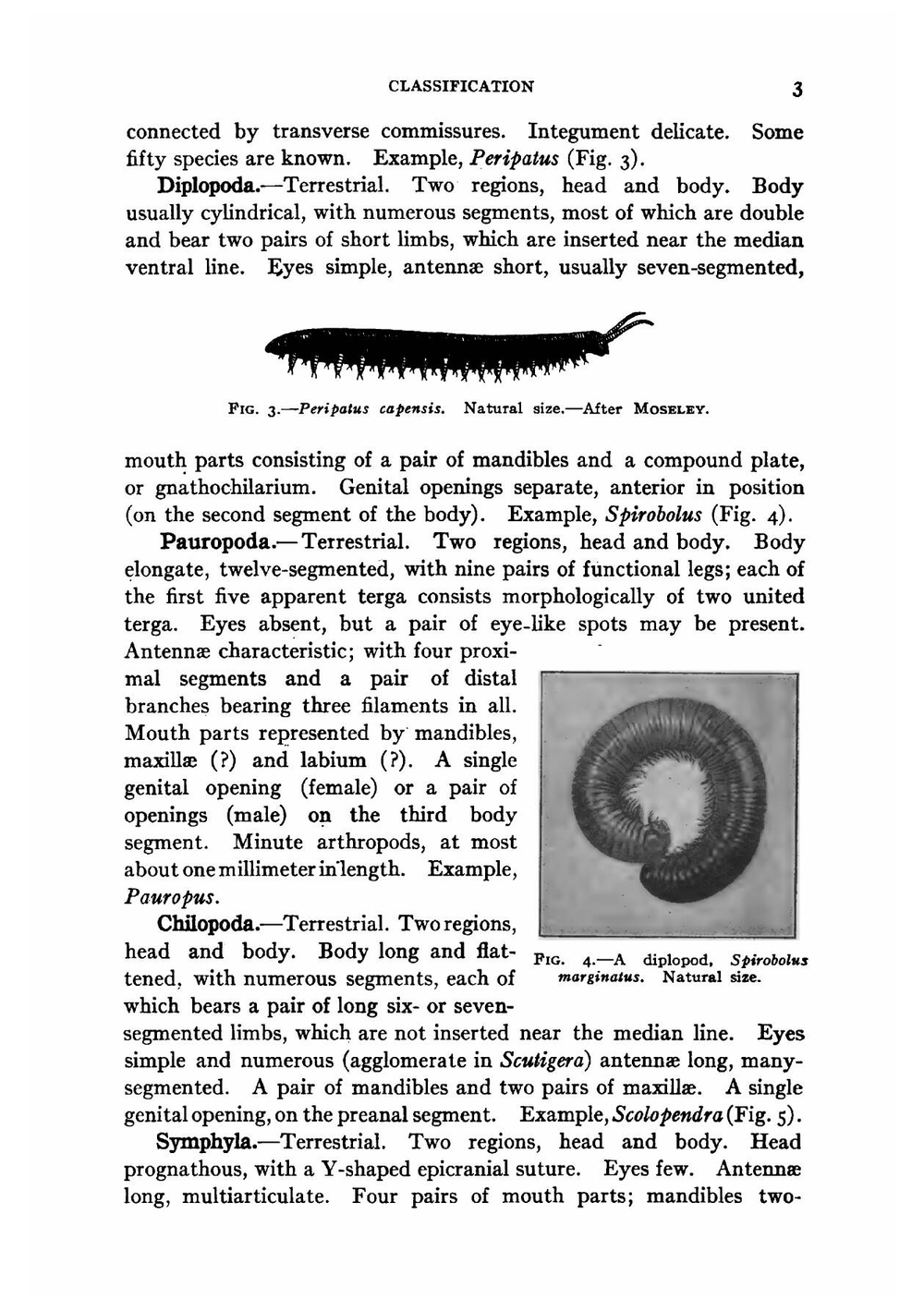 Entomology. with special reference to its ecological aspects | Justus Watson Folsom