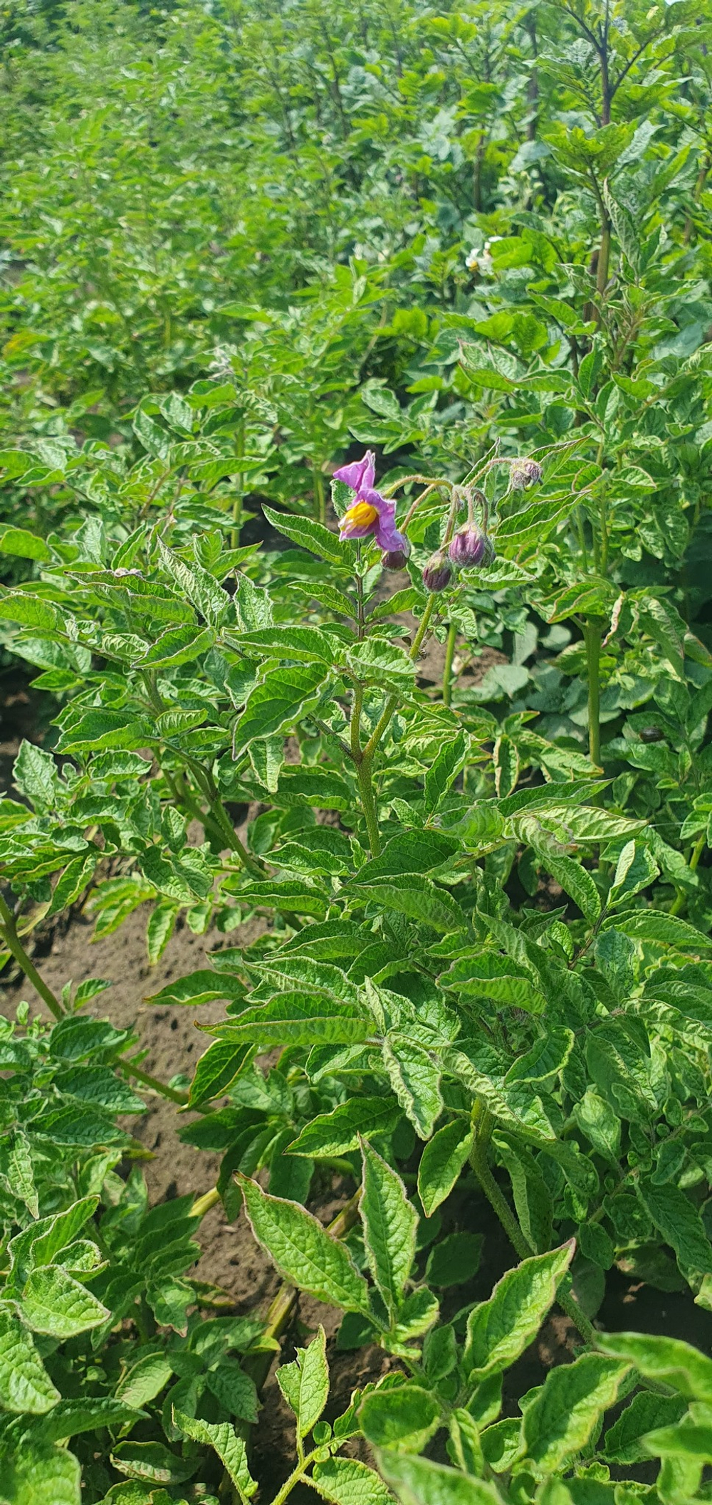 Дикий картофель Розовое Еловое Яблоко (Pink Fir Apple Potatoes), 10 клубней