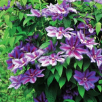 Клематис Akaishi (группа обрезки 2 слабая )