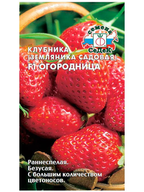 Семена клубники ремонтантной, безусая (земляники садовой) F1 Огородница 15семян,набор 2упаковки