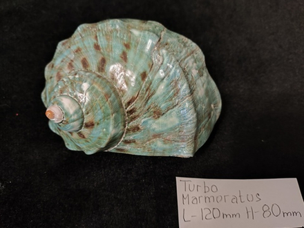 Турбо марморатус