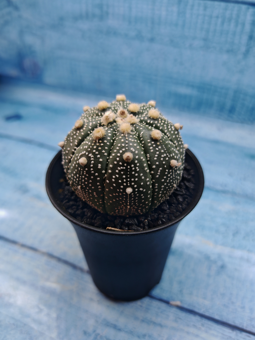 Astrophytum Asterias (Астрофитум)