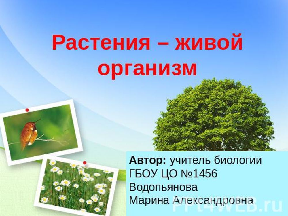 Растение - живой организм (4 табл.) — купить по ФГОС | Учебный стандарт