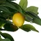Лимонное дерево высота 150 см