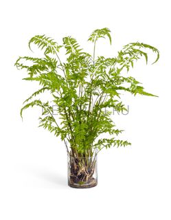 Композиции в стекле с водой, с землей и вазах Exclusive Limited Edition