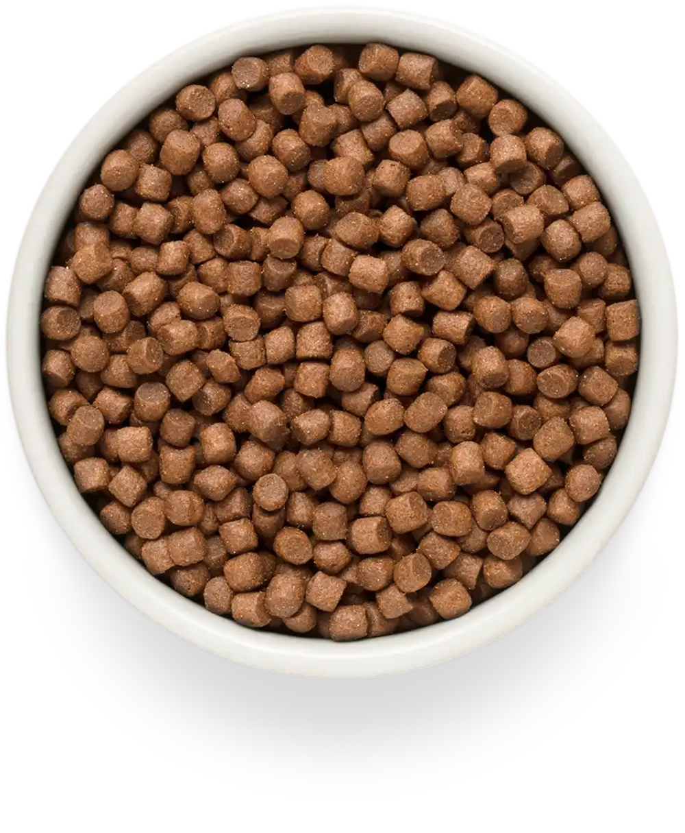 PREMIER Свежее филе лосося с индейкой для взрослых собак мелких пород