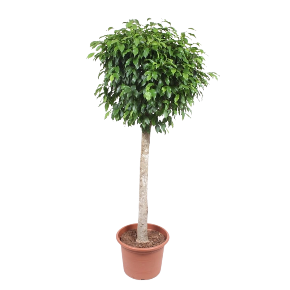 Фикус Нитида штамб