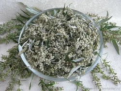 Полынь сушенная трава 100 гр