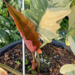 Филодендрон CARAMEL MARBLE