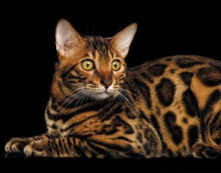 Календарь Трио 295*720мм на 2026г. Бенгальская кошка