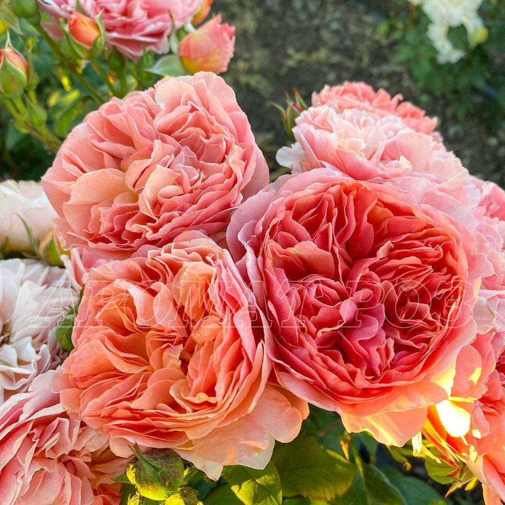 Каоликазали (Kaolikazali)