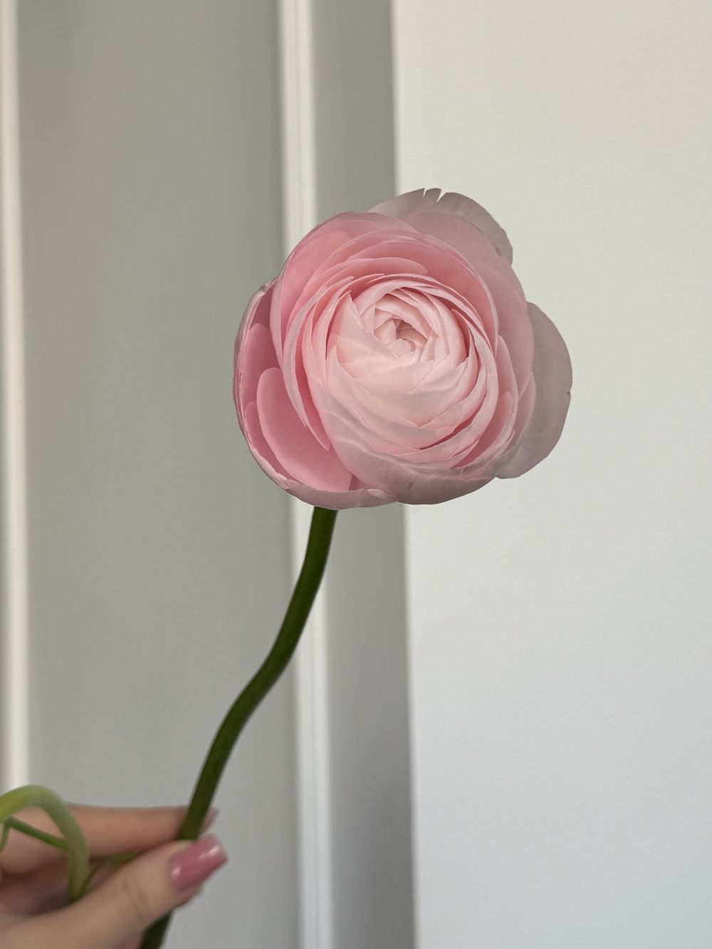 Ранункулюс в розовом оттенке