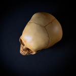 Череп человека ребёнок (анатомическая модель)