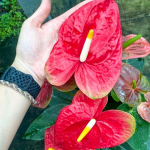 Антуриум Андрэ MAUI RED