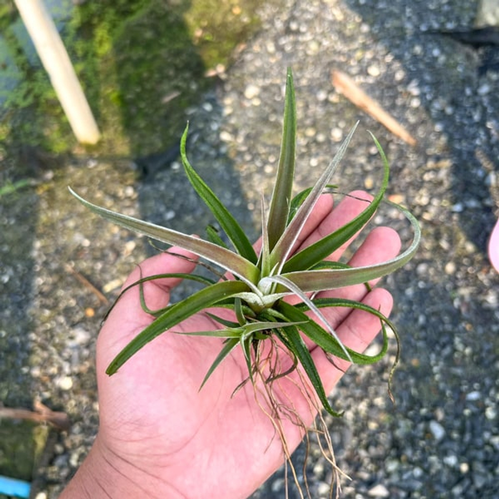 Тилландсия chiapensis