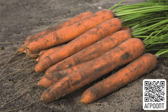 Ниланд F1 семена моркови нантской (Bejo / Бейо) урожай – фото 2