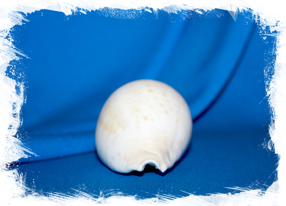 Ципрея хеситата (Cypraea hesitata)