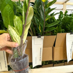 Замиокулькас VAR