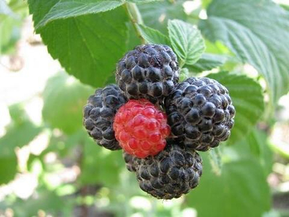 Малина традиционная Кумберленд (ОКС)