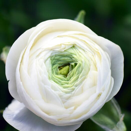 Ранункулюс белый Италия. Цветы поштучно 012 Chalet Green